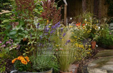 Major Plants Ltd - Pots and Troughs - London - UK - Image 84