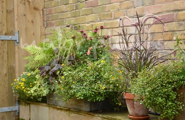 Major Plants Ltd - WBC British Queen - London - UK - Image 3