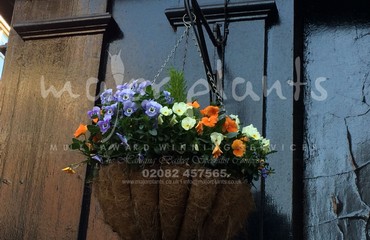 Major Plants Ltd - Winter Displays - London - UK - Image 45